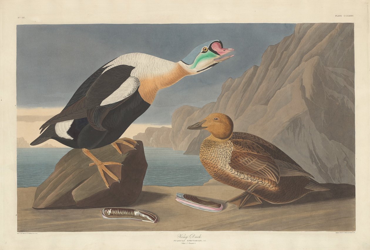 Kong And af Robert Havell after John James Audubon