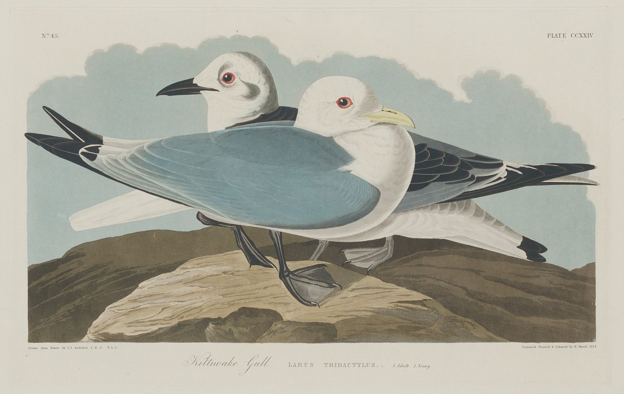 Kittiwake guld af Robert Havell after John James Audubon