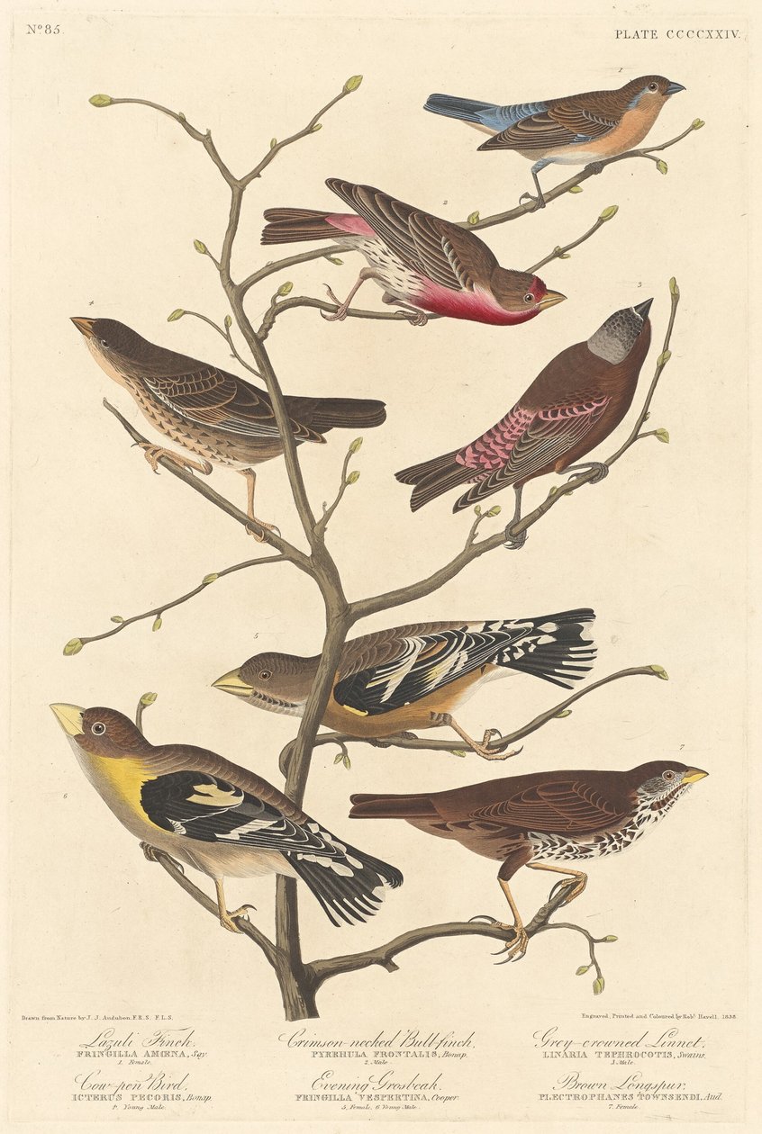 Lazuli Finch af Robert Havell after John James Audubon