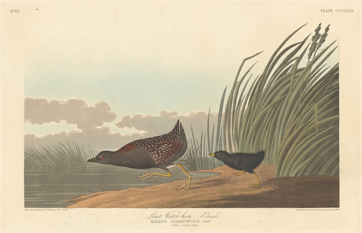 Mindst Vandhøne af Robert Havell after John James Audubon