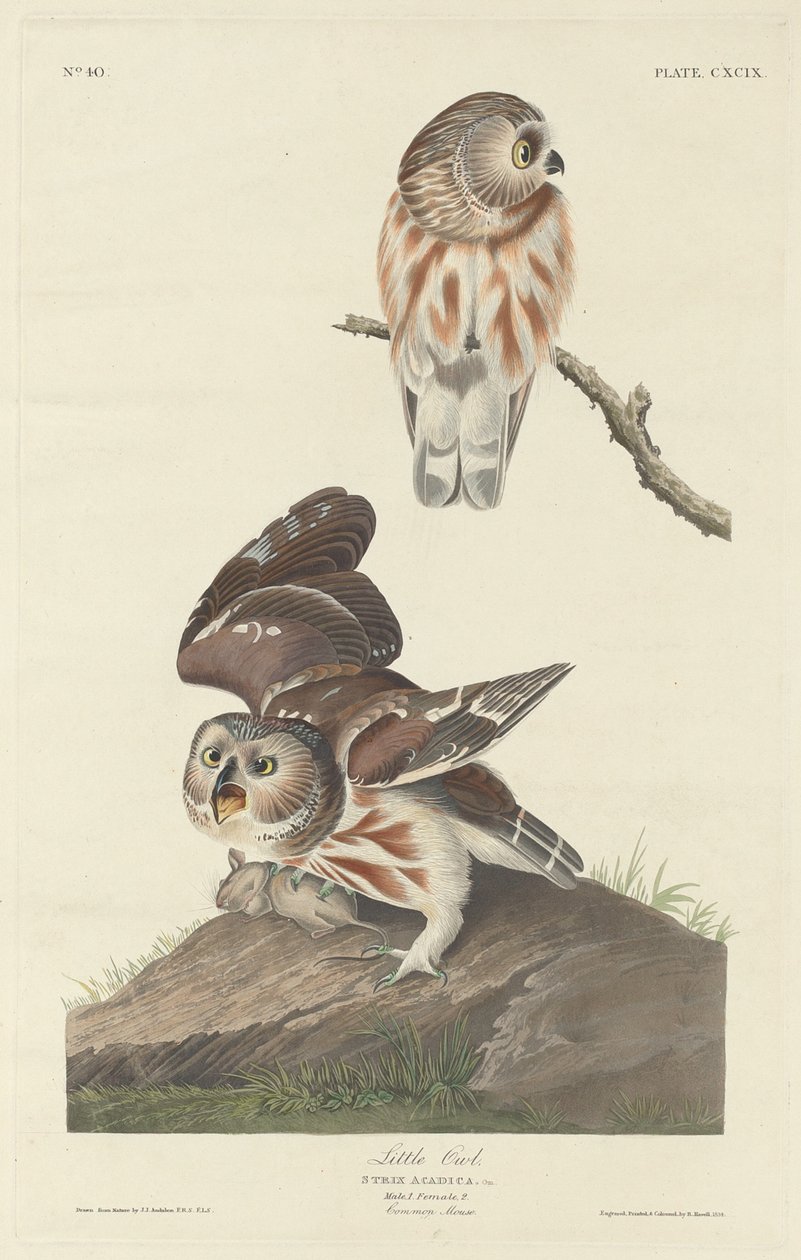 Lille Ugle af Robert Havell after John James Audubon