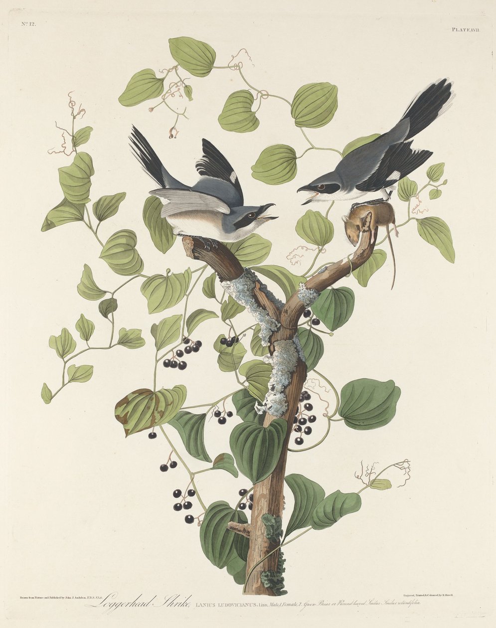 Tømmerhovedet Shrike af Robert Havell after John James Audubon