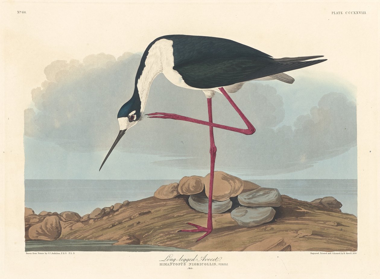 Langbenet Avocet af Robert Havell after John James Audubon