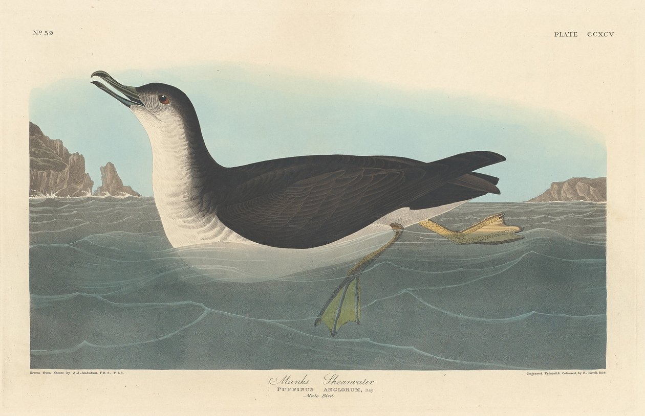 Manks Shearwater af Robert Havell after John James Audubon