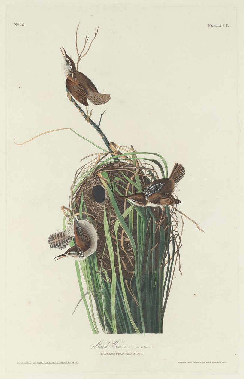 Marsh Wren af Robert Havell after John James Audubon