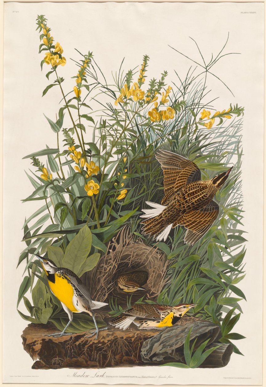 Eng Lærke af Robert Havell after John James Audubon
