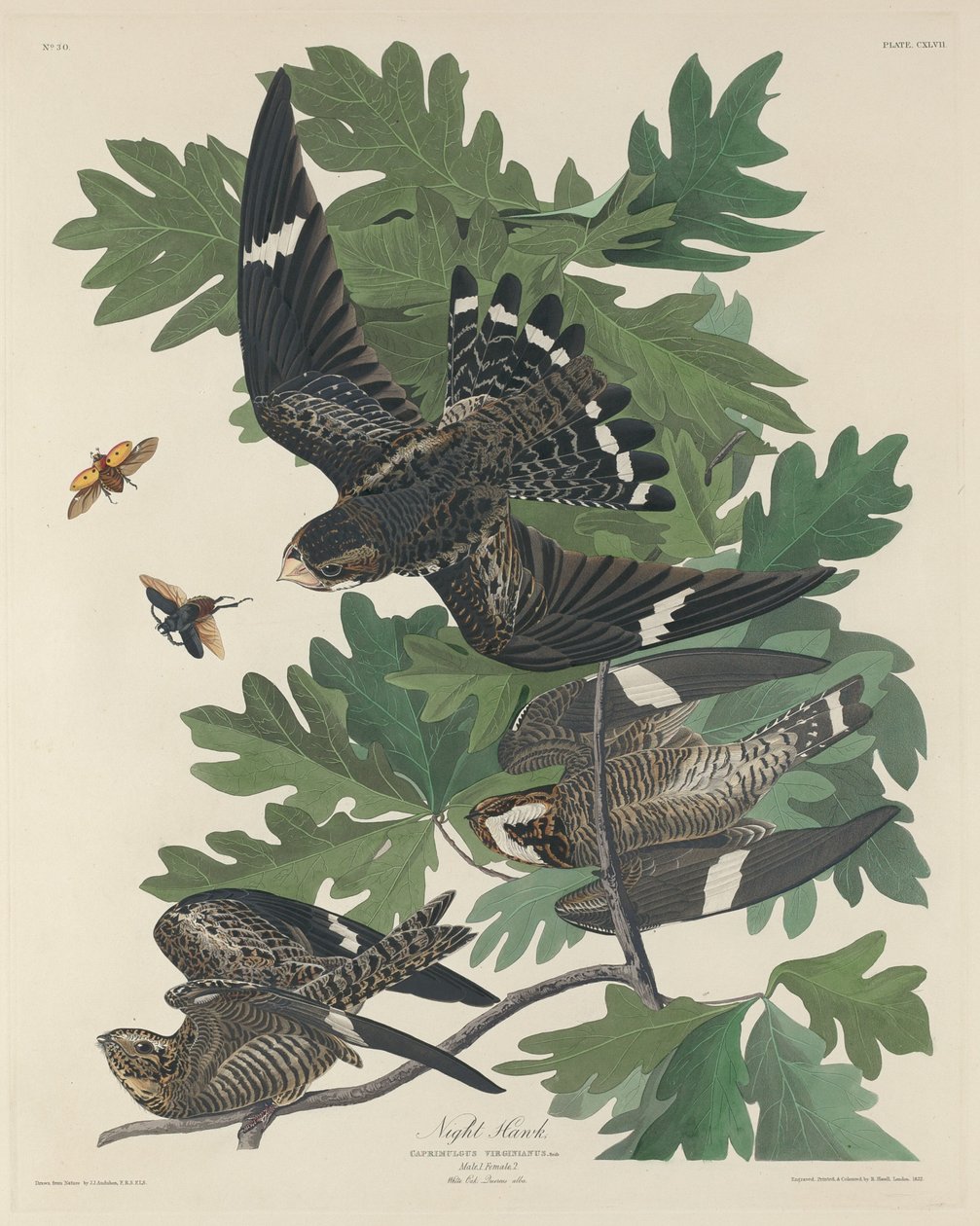 Night Hawk af Robert Havell after John James Audubon