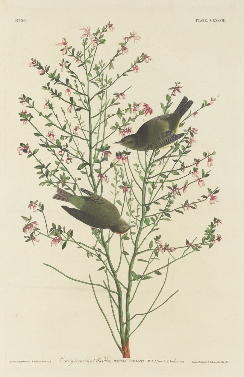 Orange-kronet Sanger af Robert Havell after John James Audubon