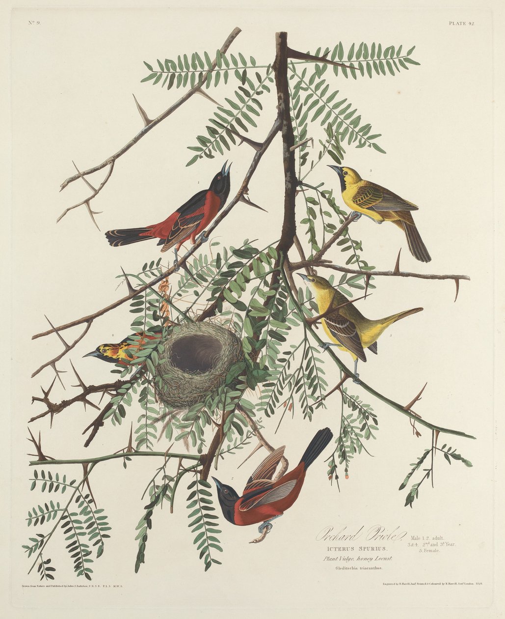 Orchard Oriole af Robert Havell after John James Audubon