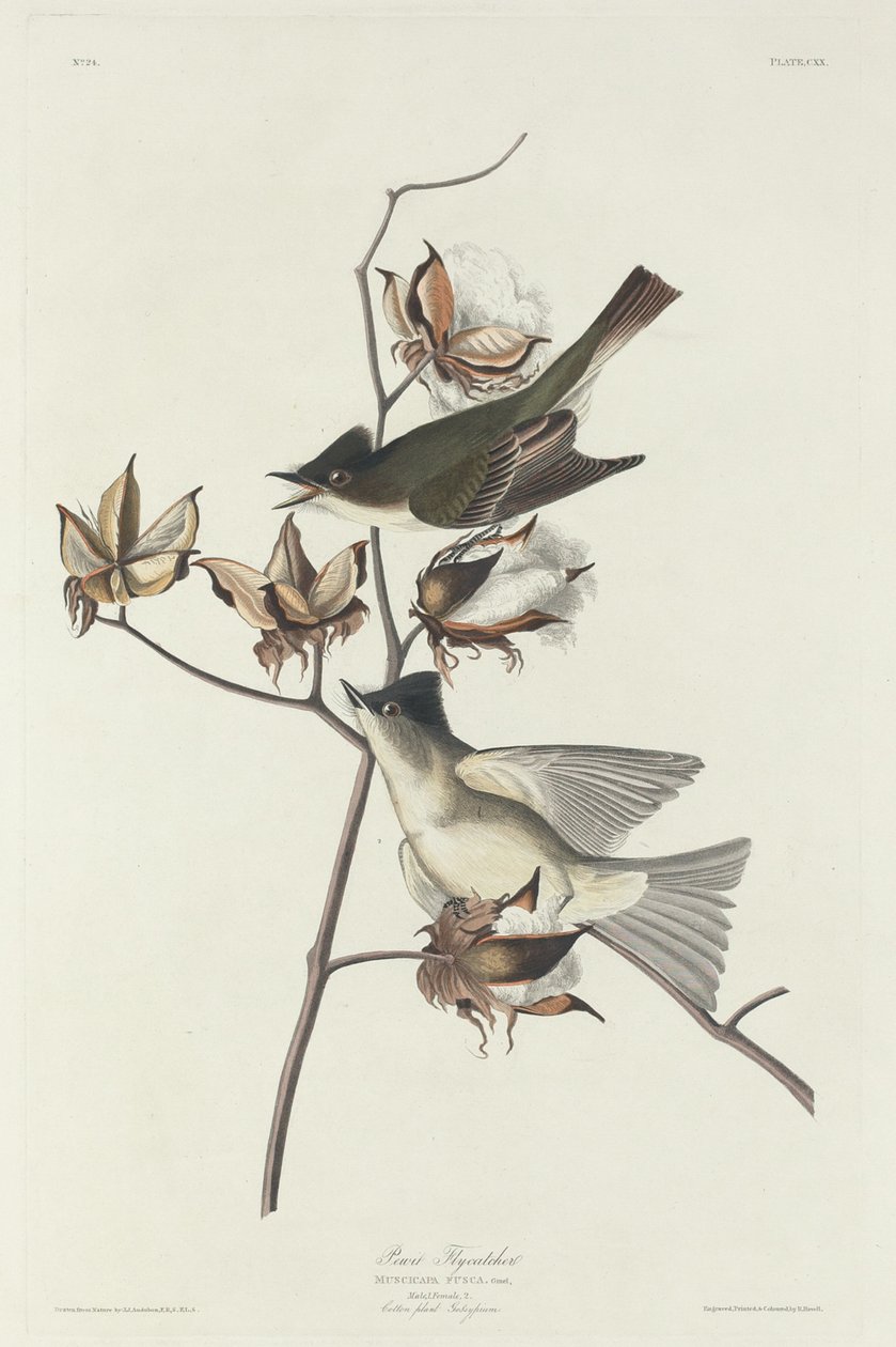 Pewit Fluesnapper af Robert Havell after John James Audubon