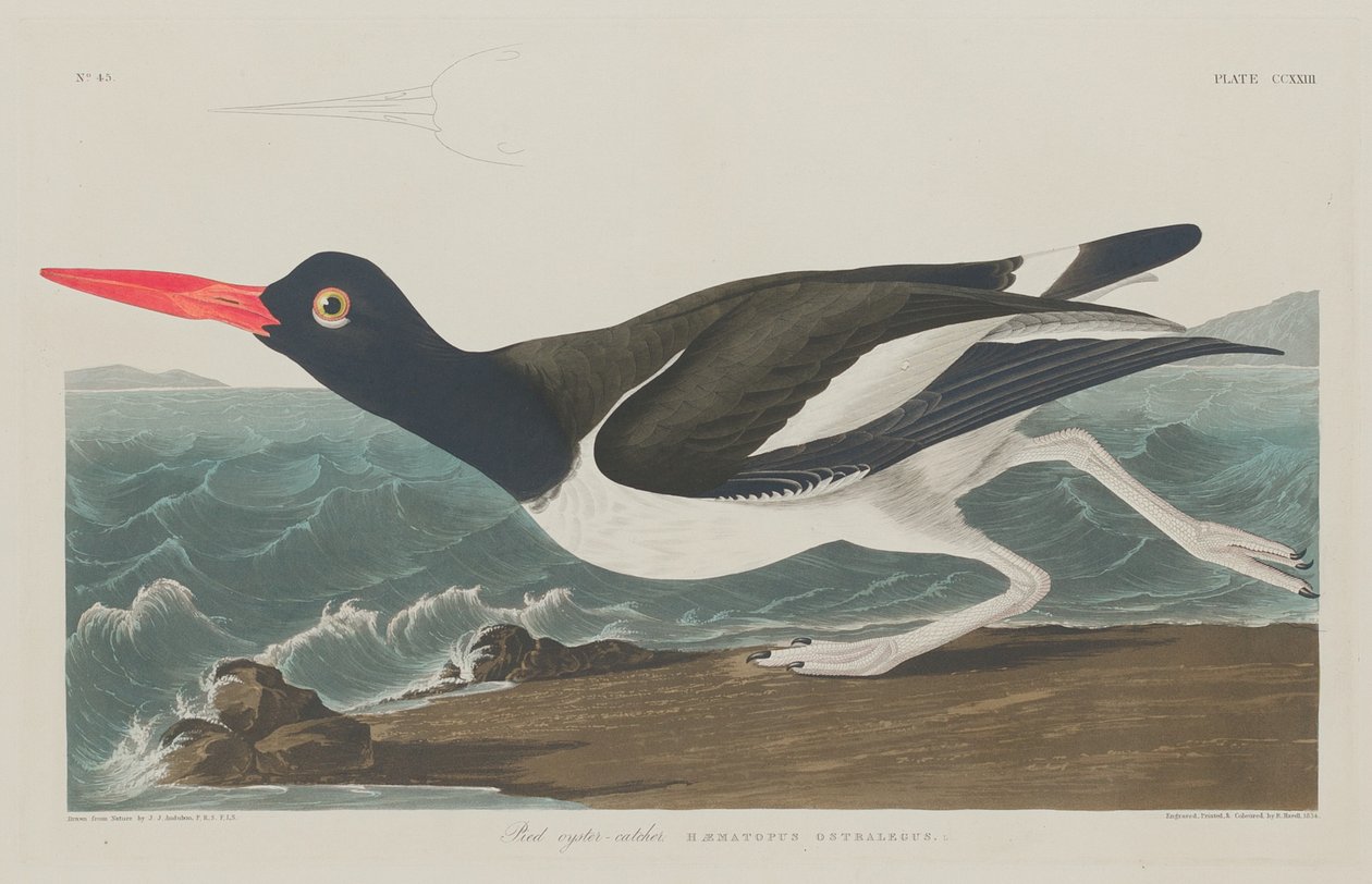 Broget østersfanger af Robert Havell after John James Audubon