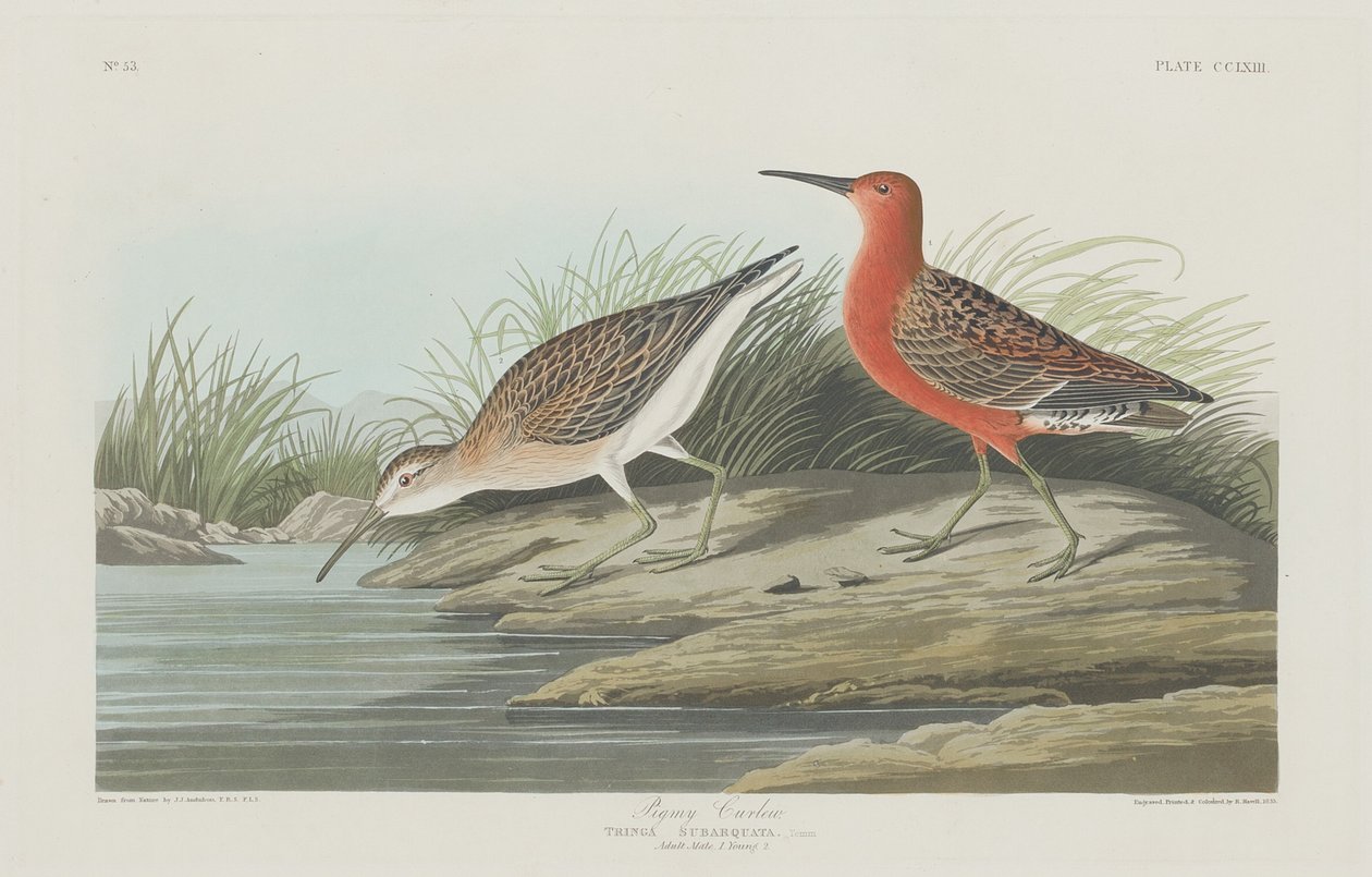Pigmy Curlew af Robert Havell after John James Audubon