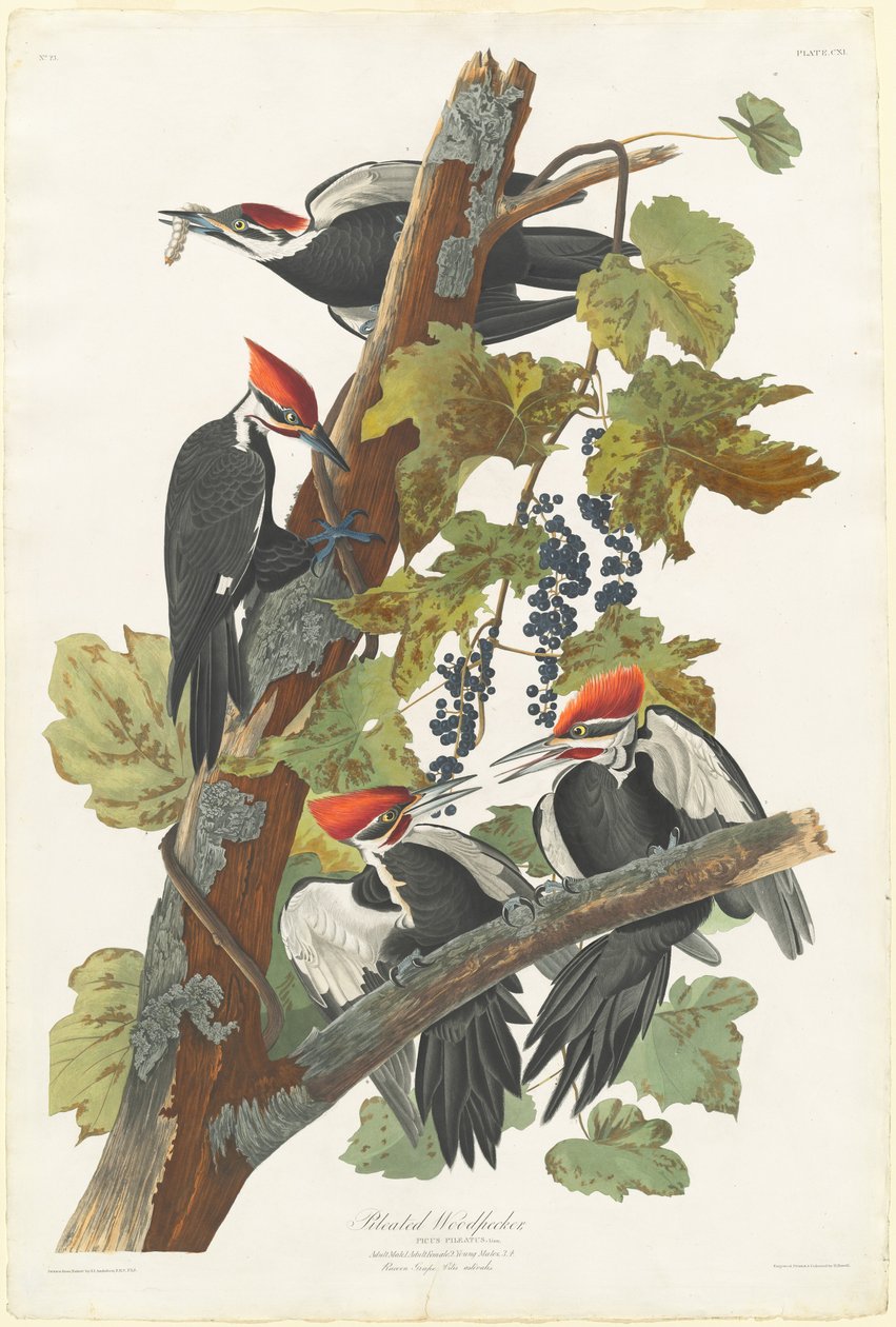 Pilet spætte af Robert Havell after John James Audubon