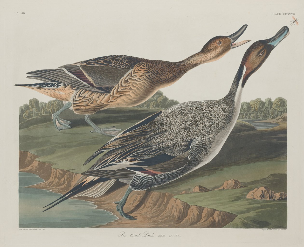 Pin-tailed Duck af Robert Havell after John James Audubon