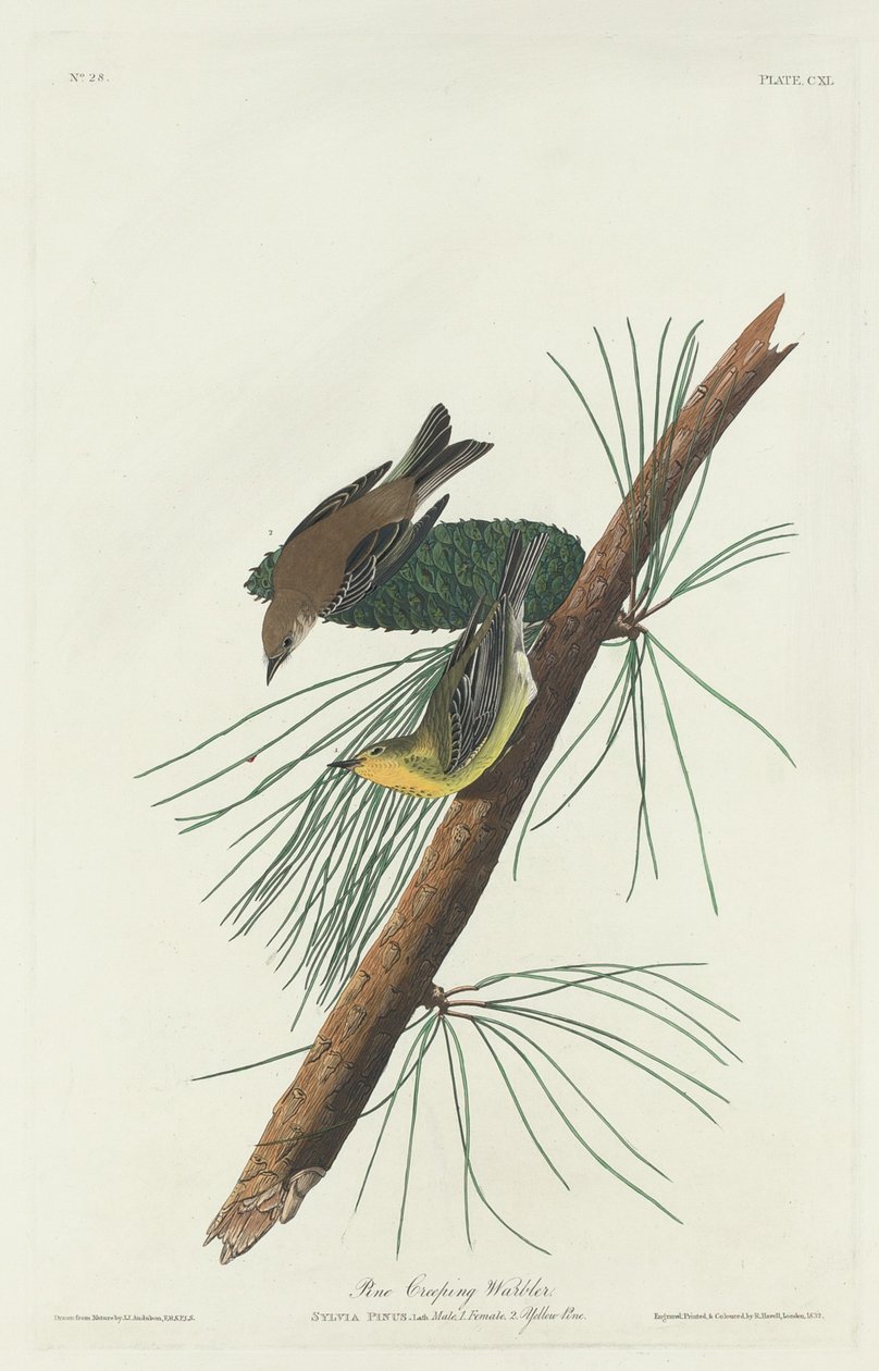 Fyrresanger af Robert Havell after John James Audubon