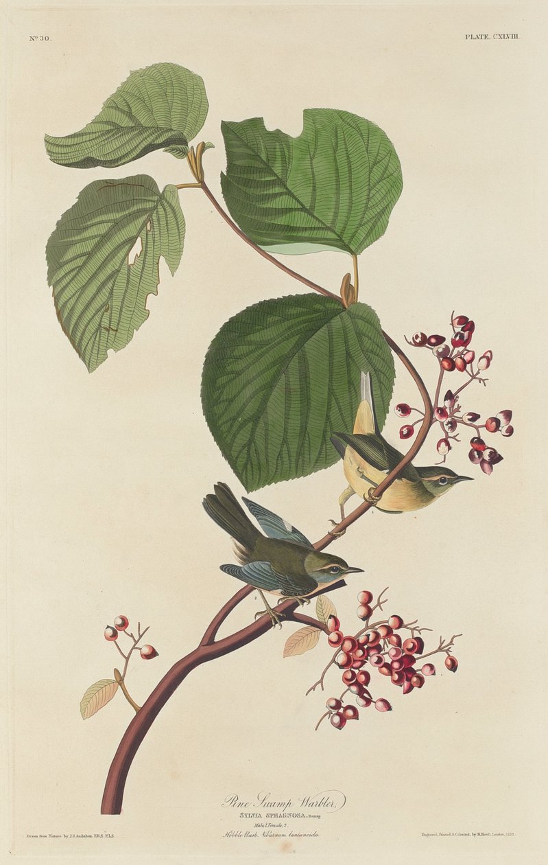 Fyrresumpsanger af Robert Havell after John James Audubon