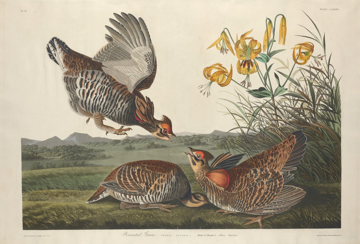 Pinned ryper af Robert Havell after John James Audubon
