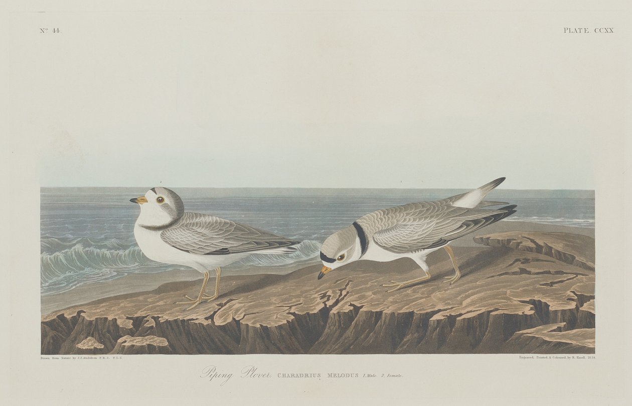 Piping Plover af Robert Havell after John James Audubon