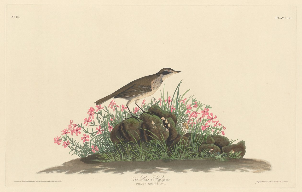 Præriens titelark af Robert Havell after John James Audubon