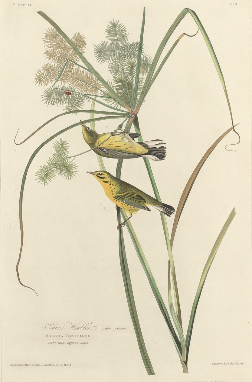 Præriesanger af Robert Havell after John James Audubon