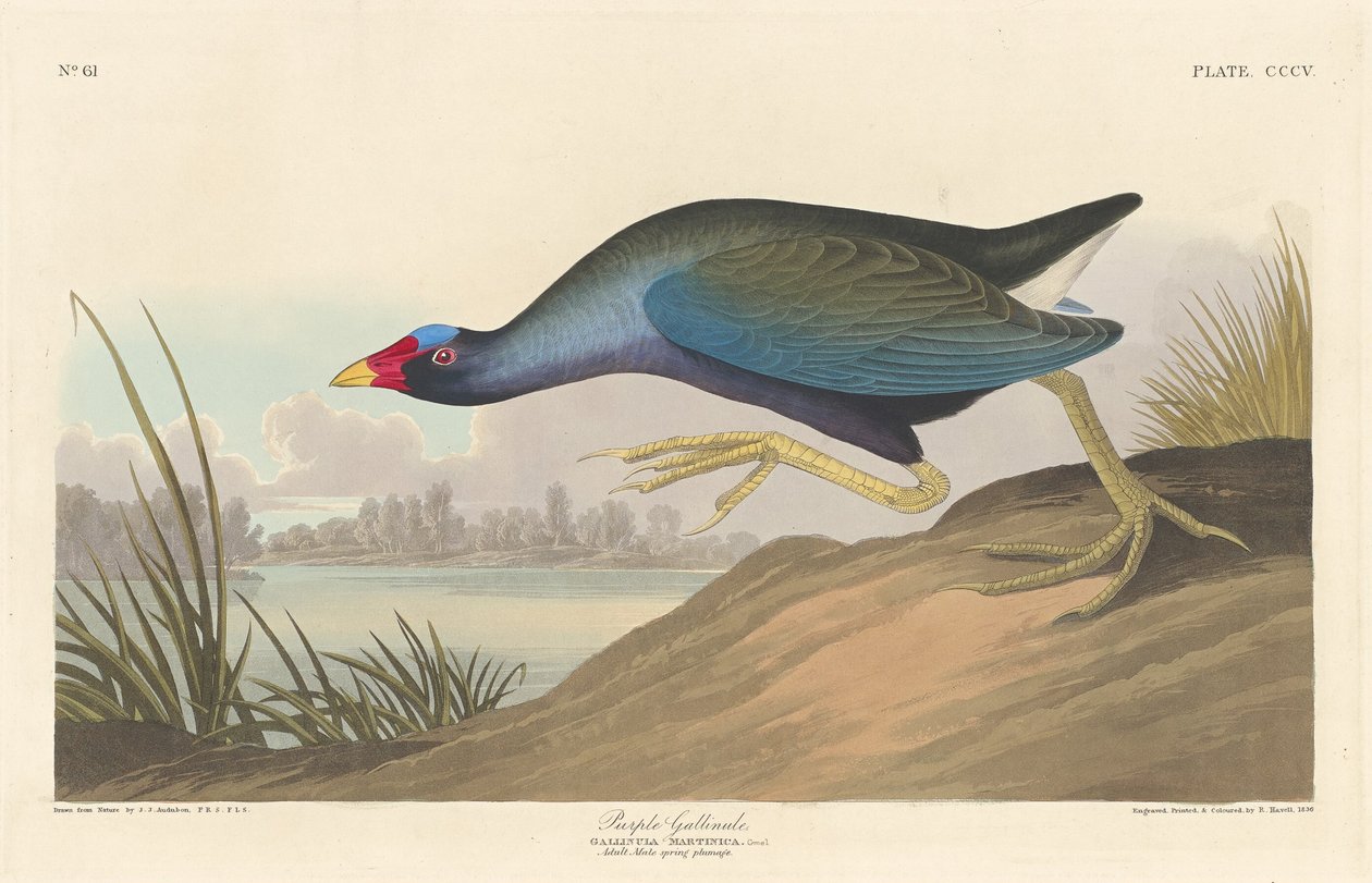 Lilla Gallinule af Robert Havell after John James Audubon