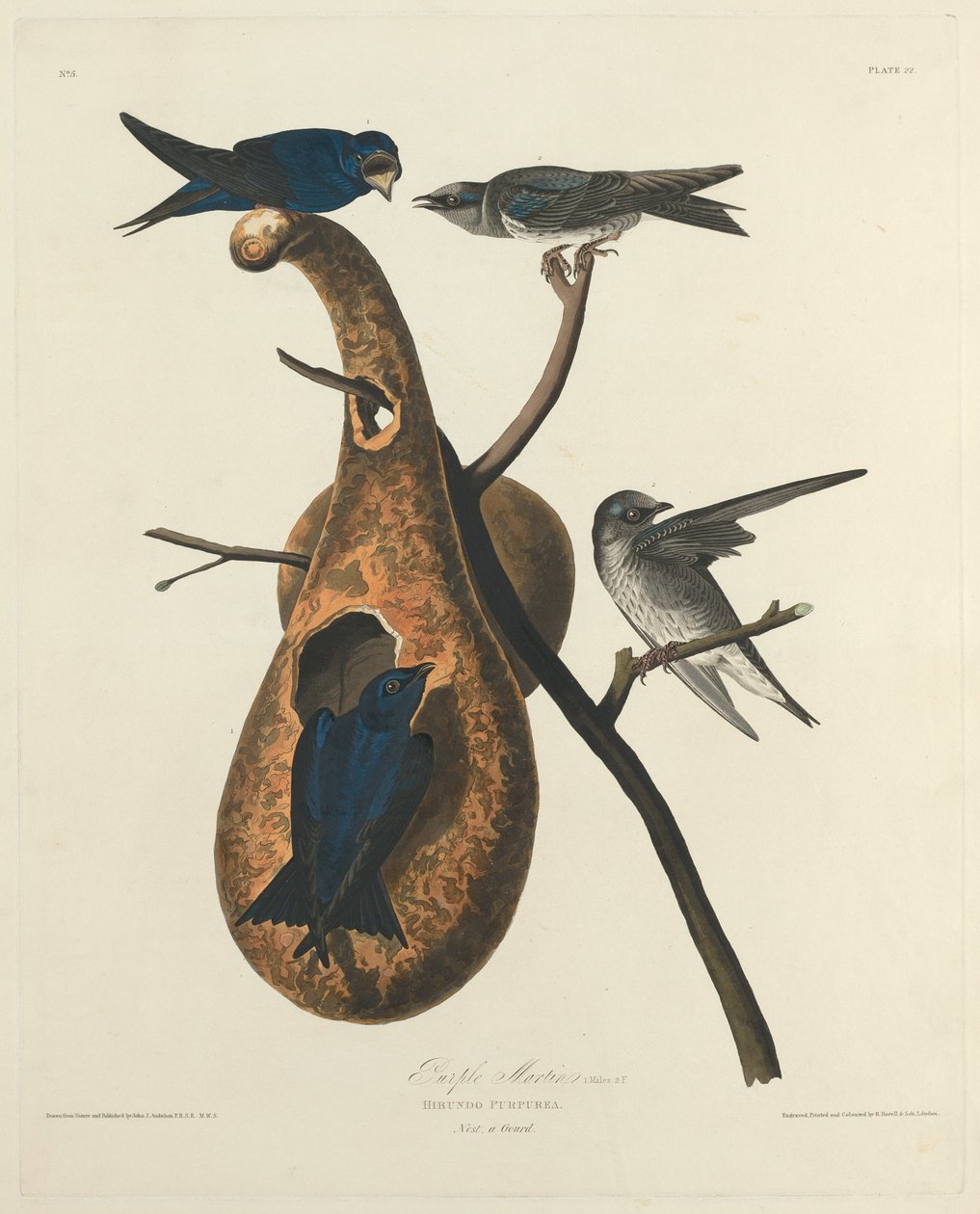 Lilla Martin af Robert Havell after John James Audubon