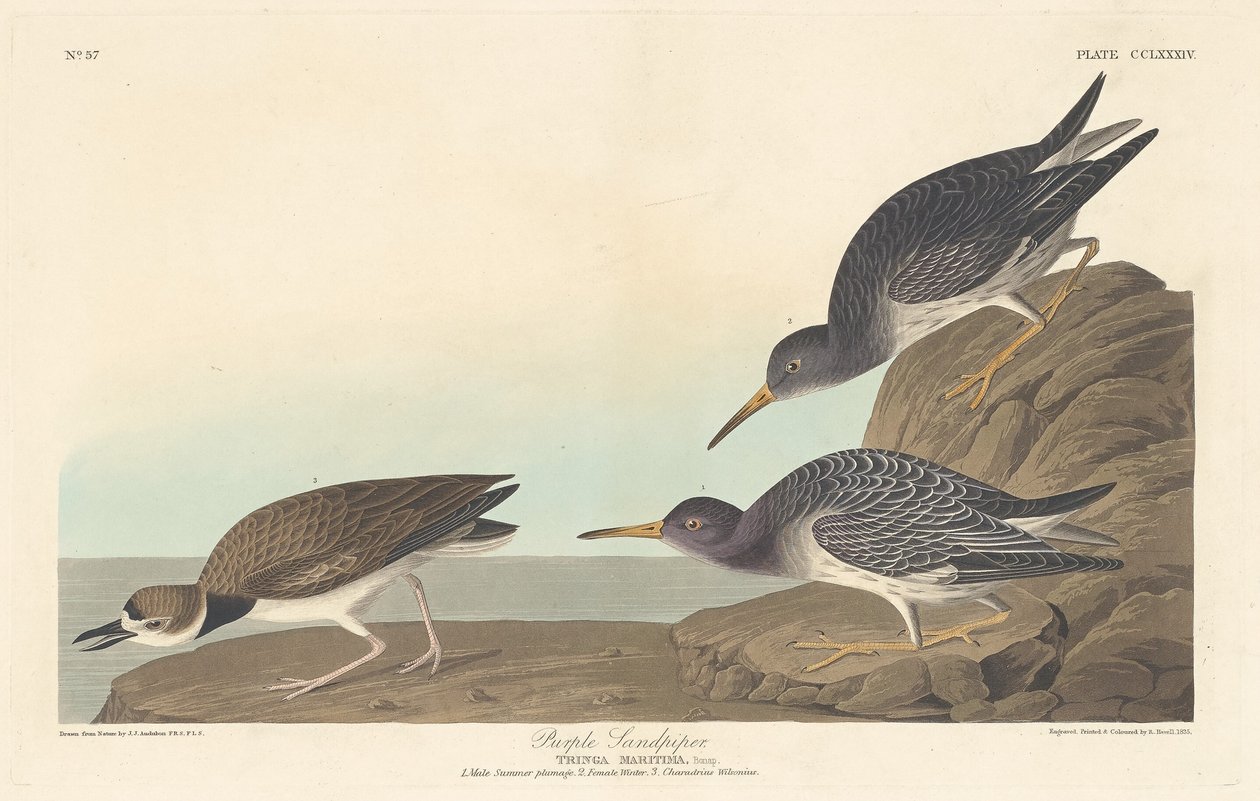 Lilla Sandpiper af Robert Havell after John James Audubon