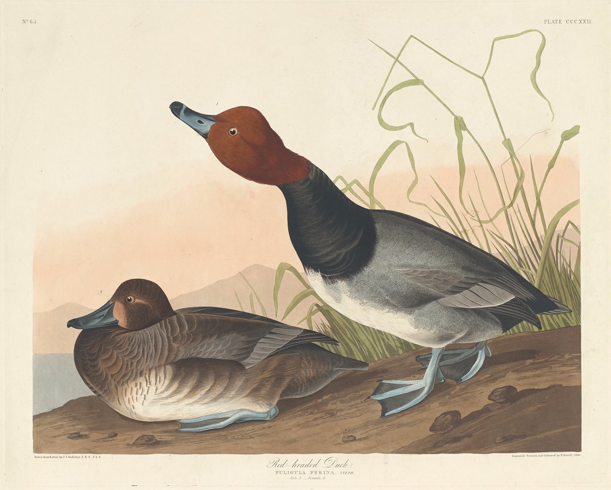 Rødhovedet And af Robert Havell after John James Audubon