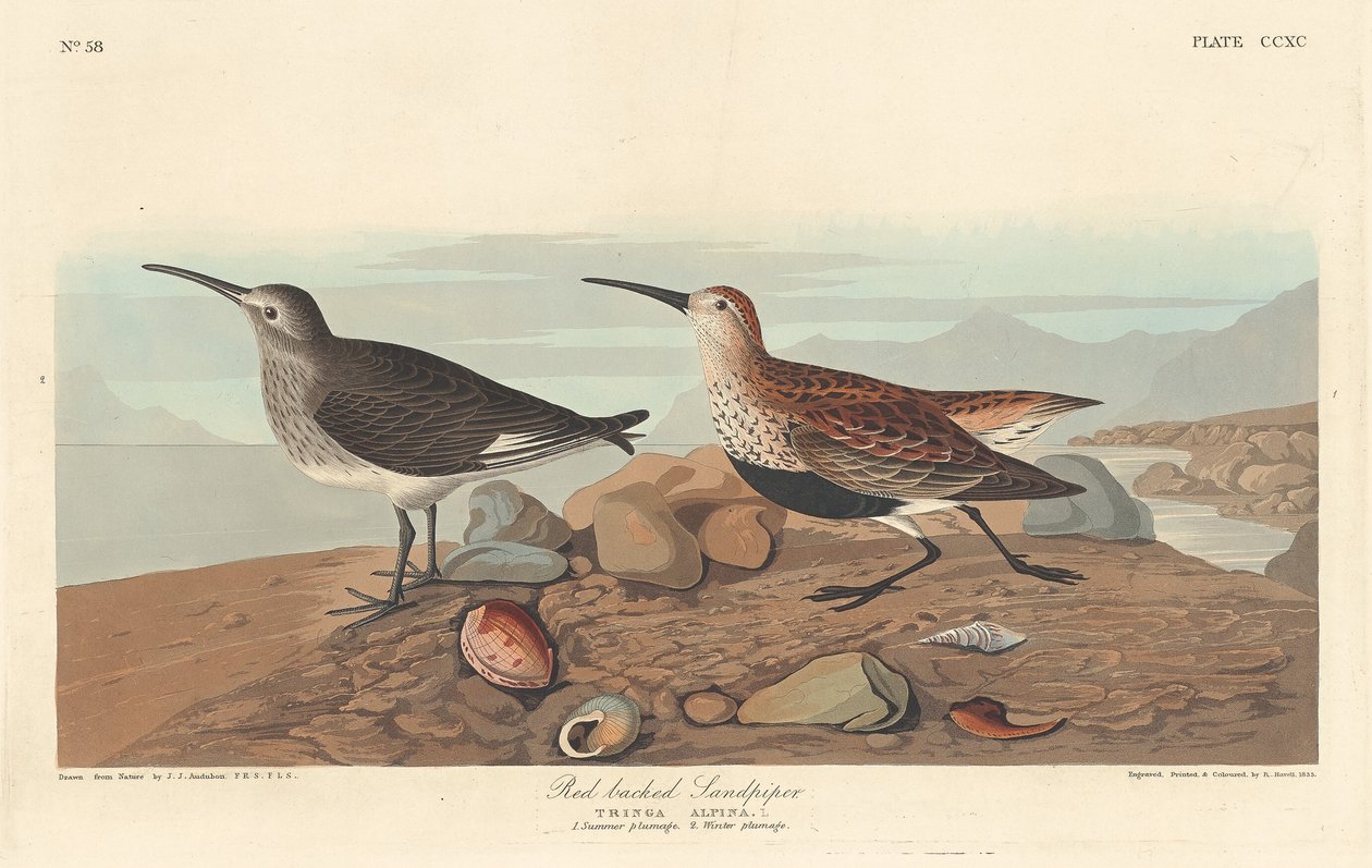 Rødrygget Sandpiper af Robert Havell after John James Audubon