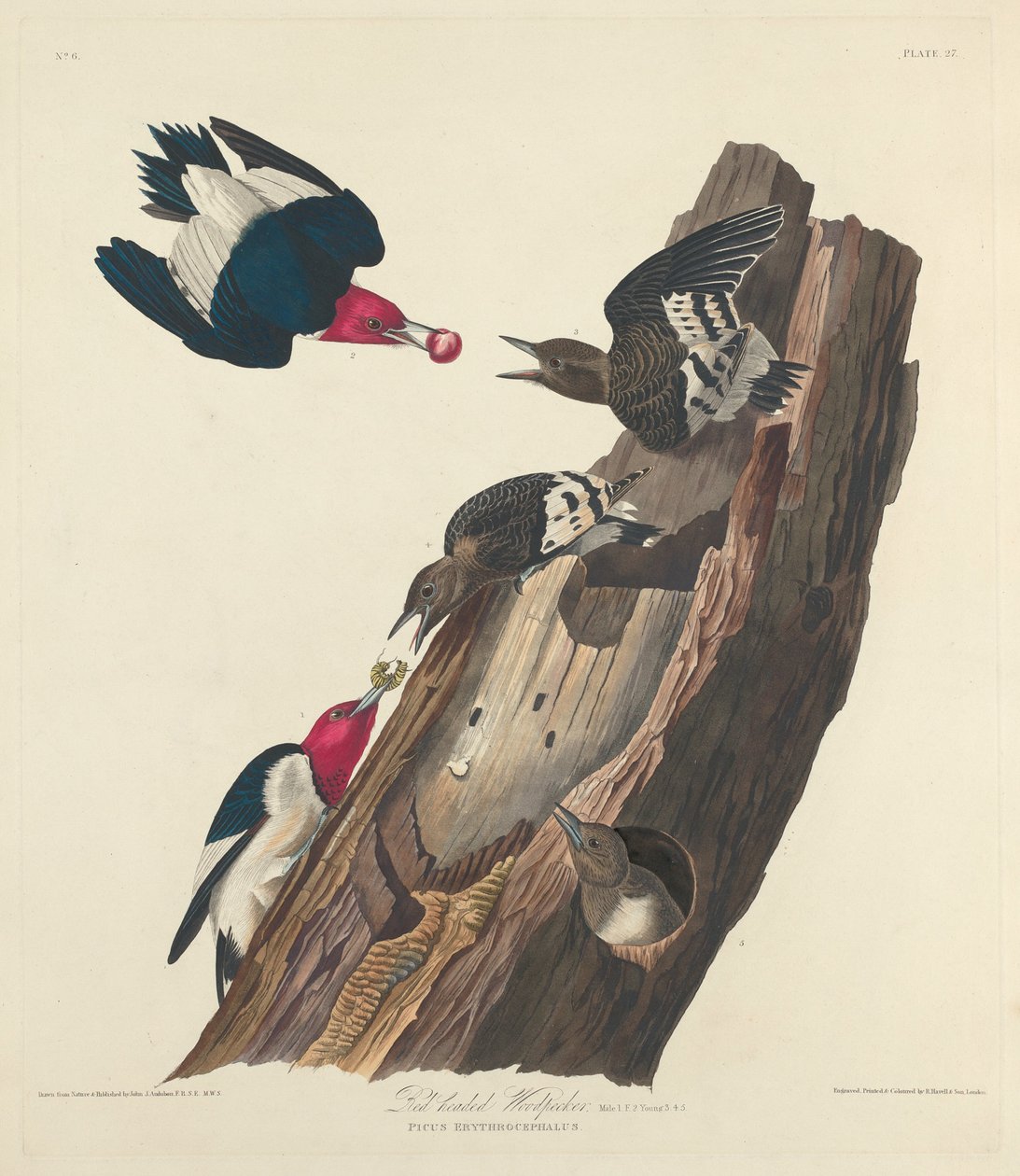 Rødhovedet spætte af Robert Havell after John James Audubon