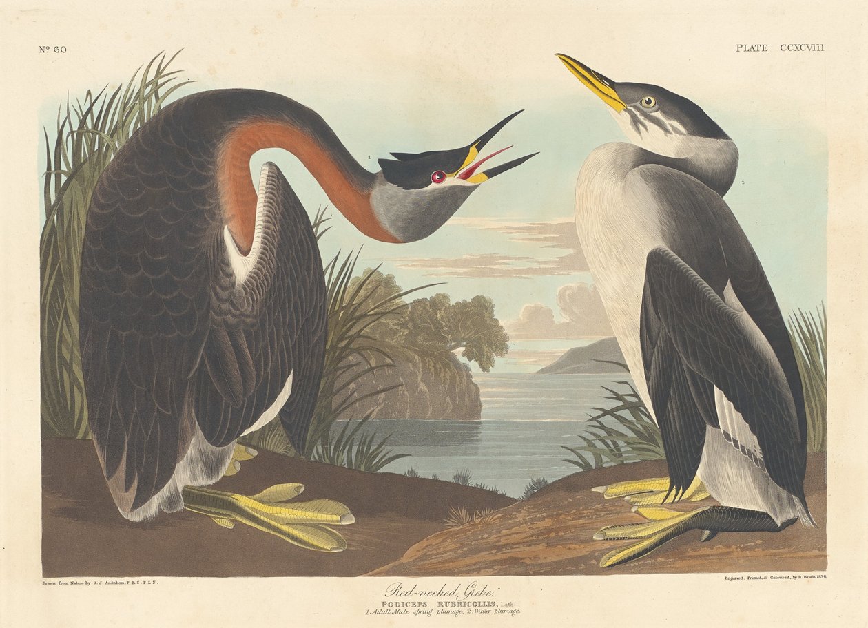 Rødhalset lappedykker af Robert Havell after John James Audubon