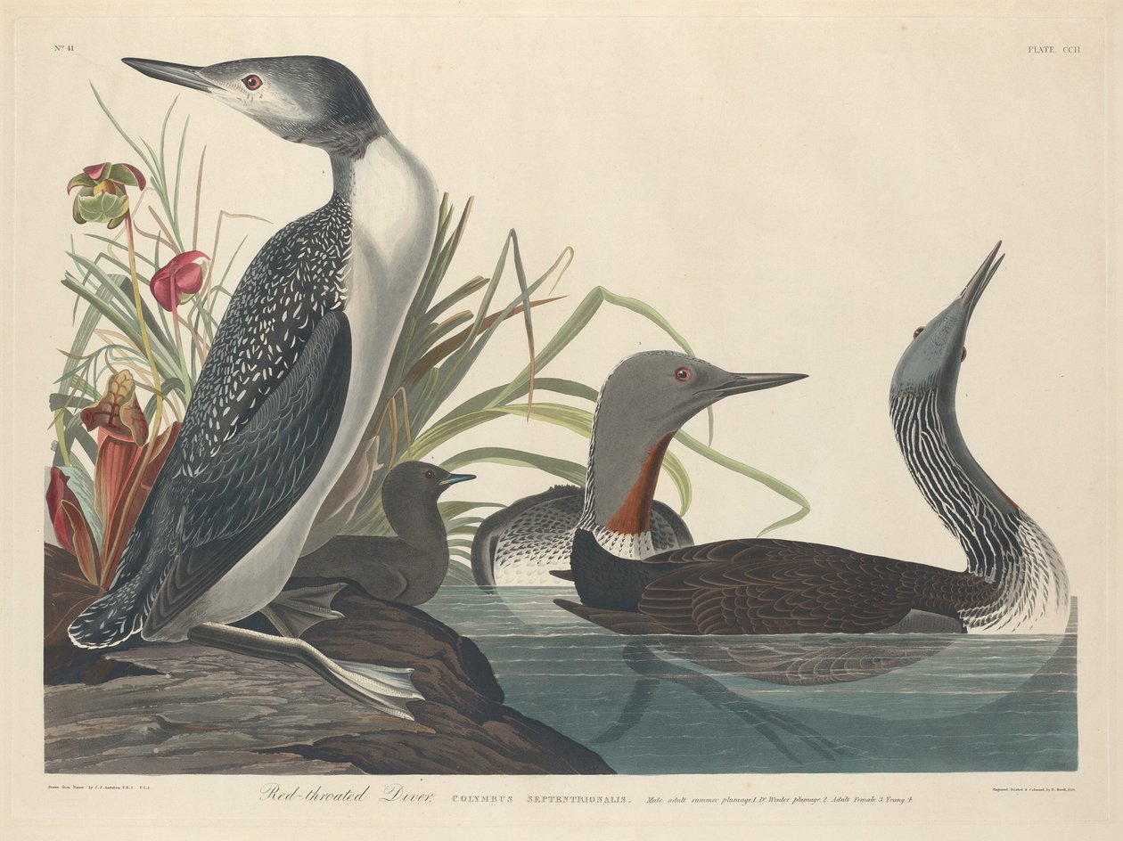 Rødstrubet dykker af Robert Havell after John James Audubon