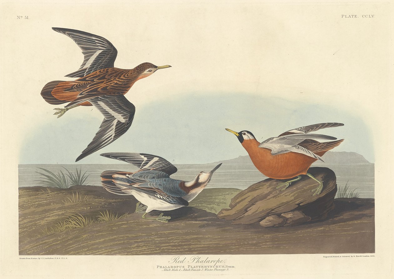 Rød Phalarope af Robert Havell after John James Audubon