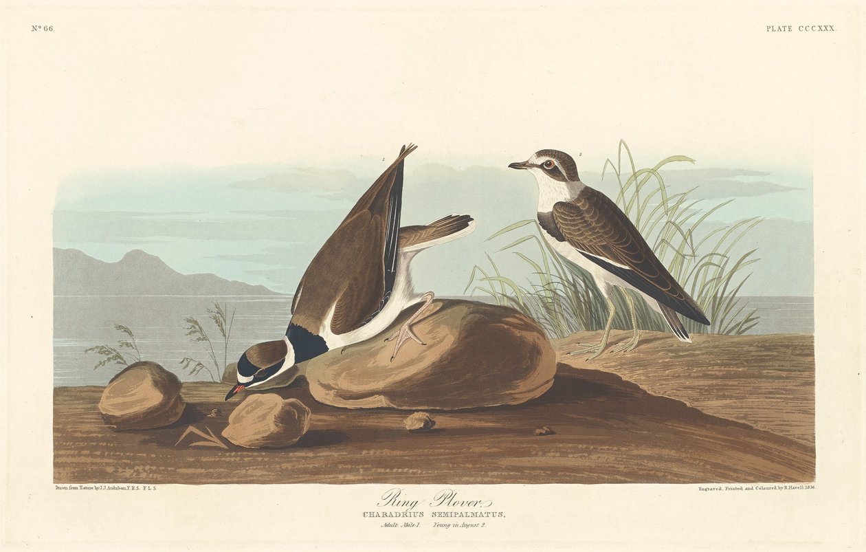 Ringhøne af Robert Havell after John James Audubon