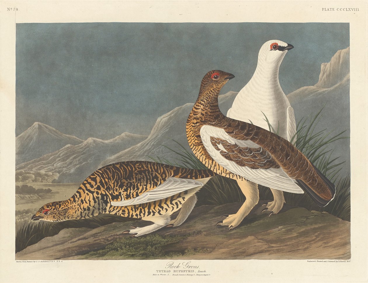 Big Rock af Robert Havell after John James Audubon