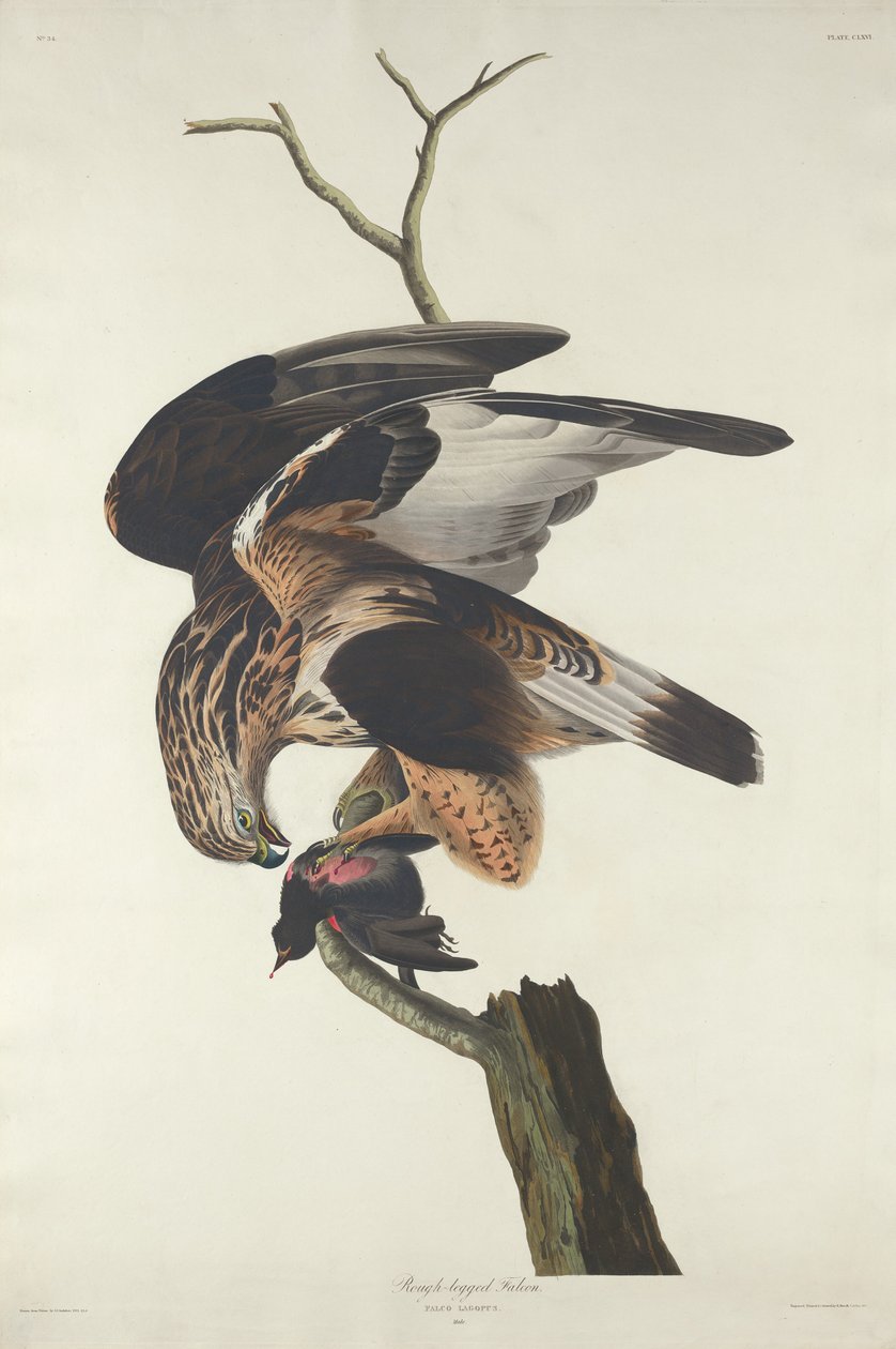 Rubenet Falcon af Robert Havell after John James Audubon