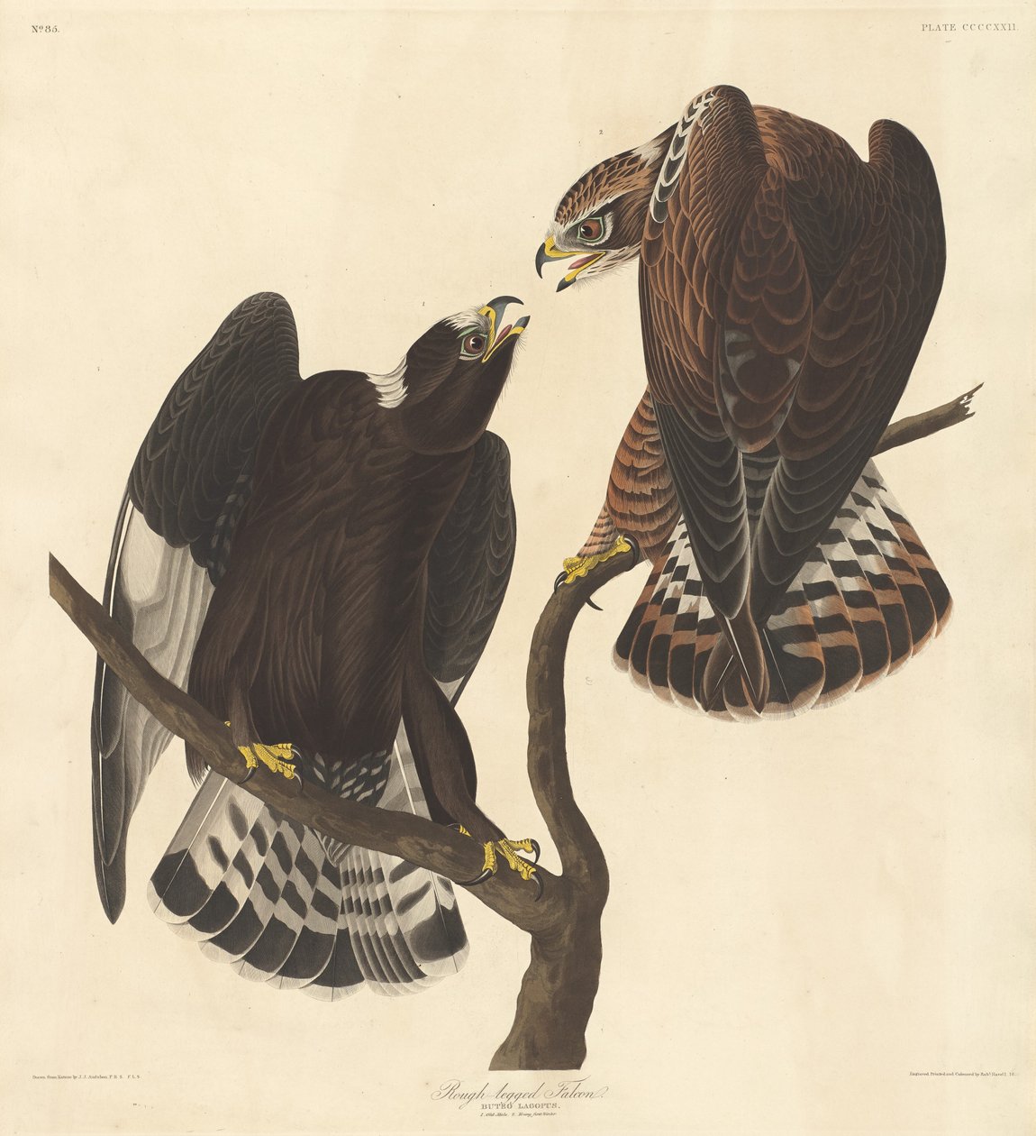 Rubenet Falcon af Robert Havell after John James Audubon