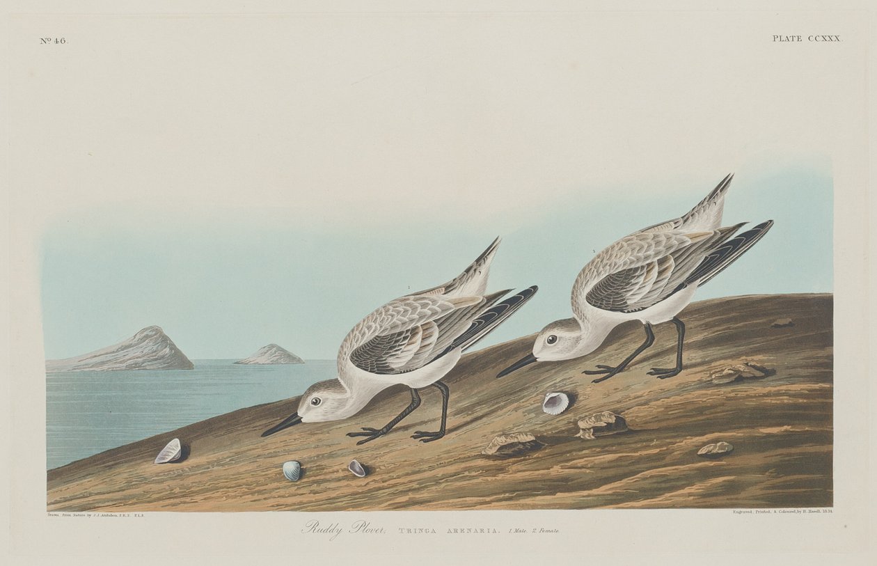 Ruddy Plover af Robert Havell after John James Audubon