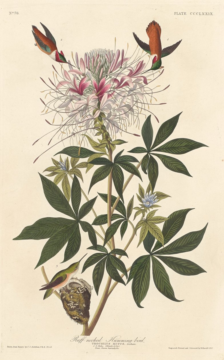 Ruffnakkede kolibri af Robert Havell after John James Audubon