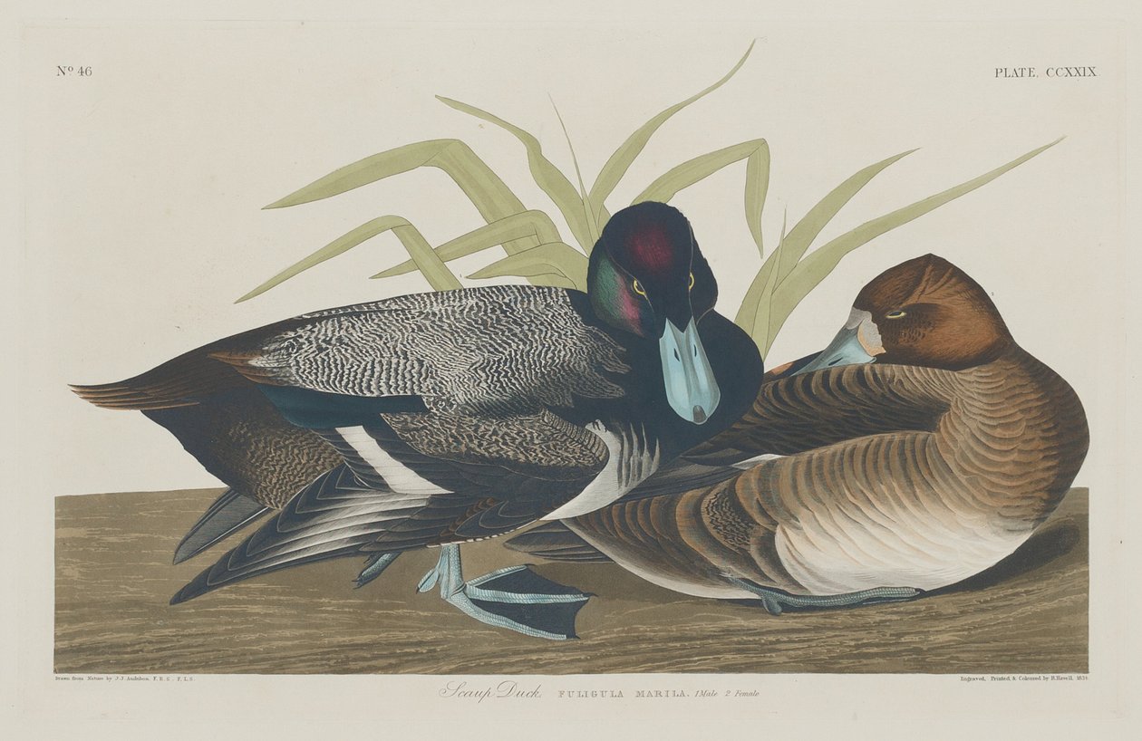 Scaup Duck af Robert Havell after John James Audubon
