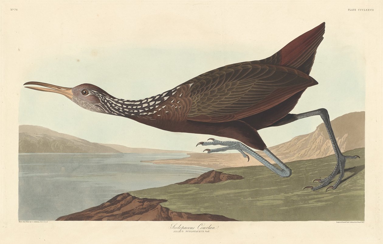 Scolopaceus Courlan af Robert Havell after John James Audubon