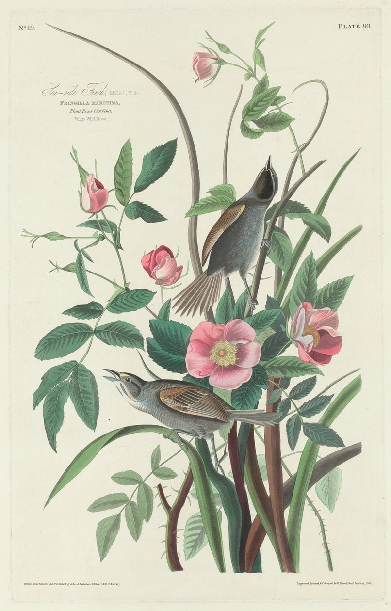 Havsidefinke af Robert Havell after John James Audubon