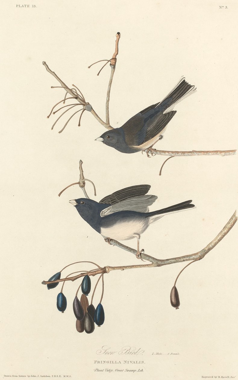 Snefugl af Robert Havell after John James Audubon
