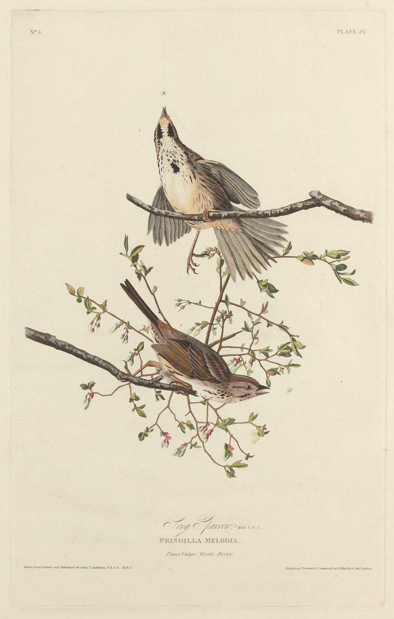 Sang Sparrow af Robert Havell after John James Audubon