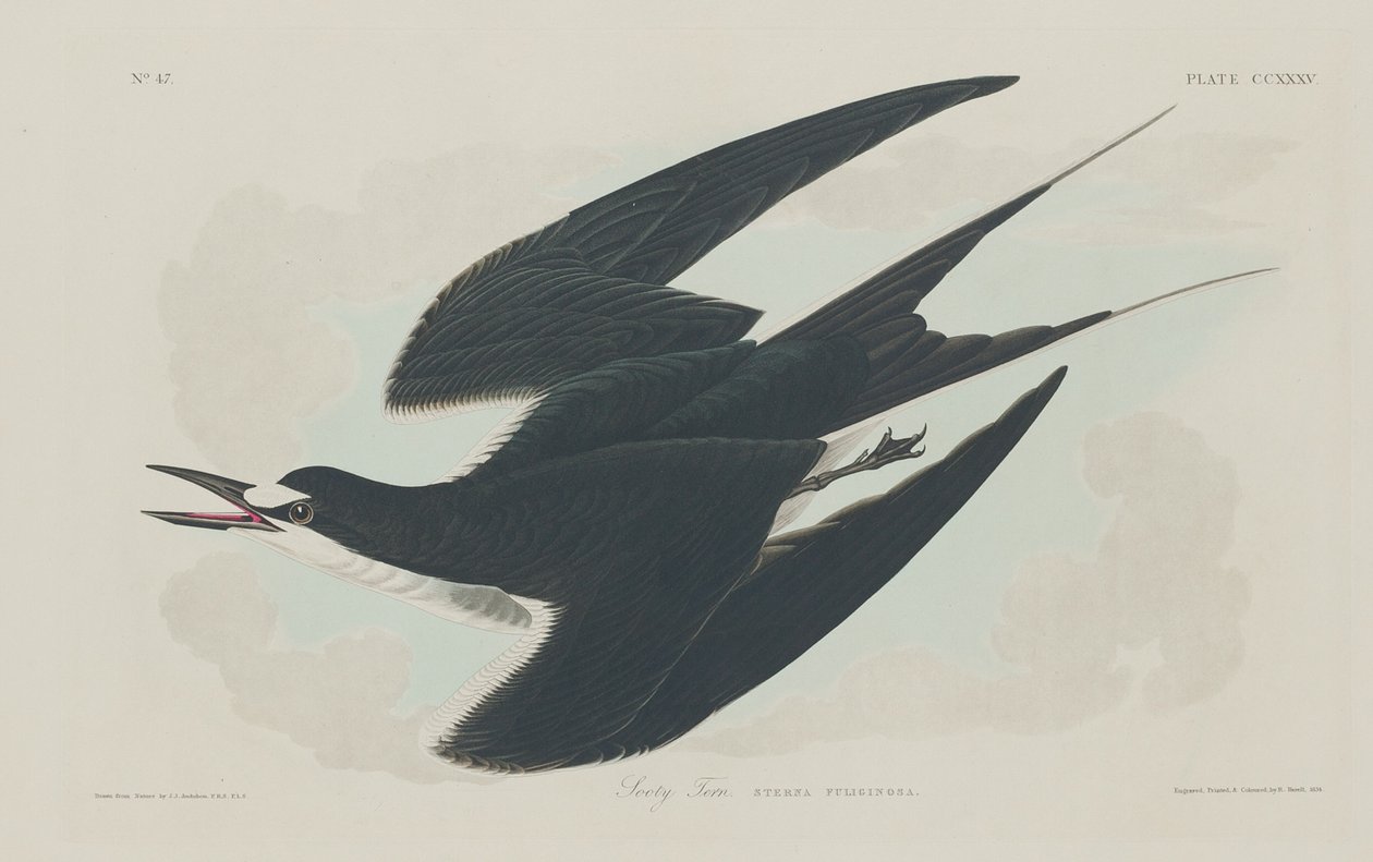 Sodet tern af Robert Havell after John James Audubon