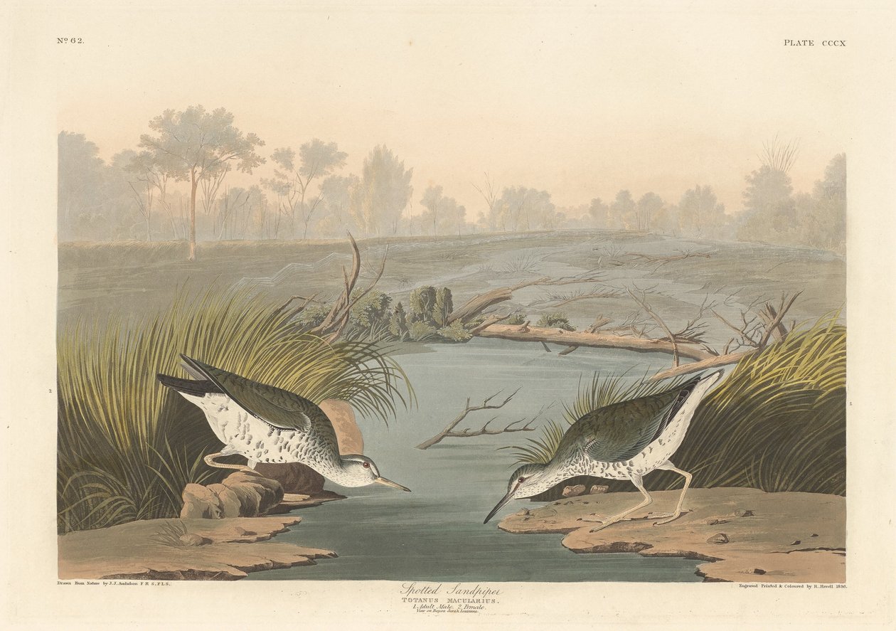 Plettet Sandpiper af Robert Havell after John James Audubon