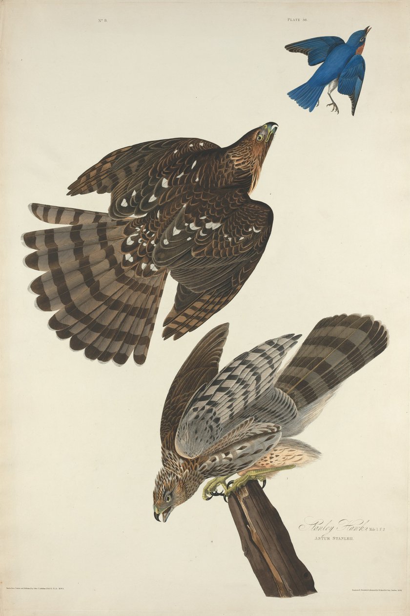 Stanley Hawk af Robert Havell after John James Audubon