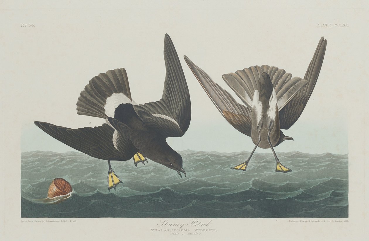 Stormfuld Petrel af Robert Havell after John James Audubon