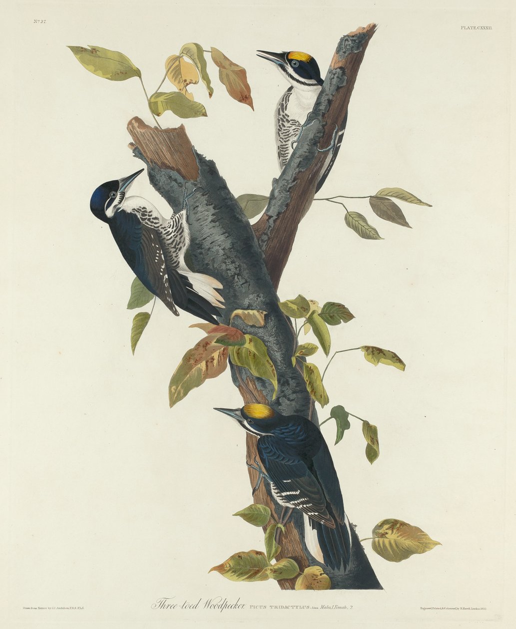 Tretået spætte af Robert Havell after John James Audubon