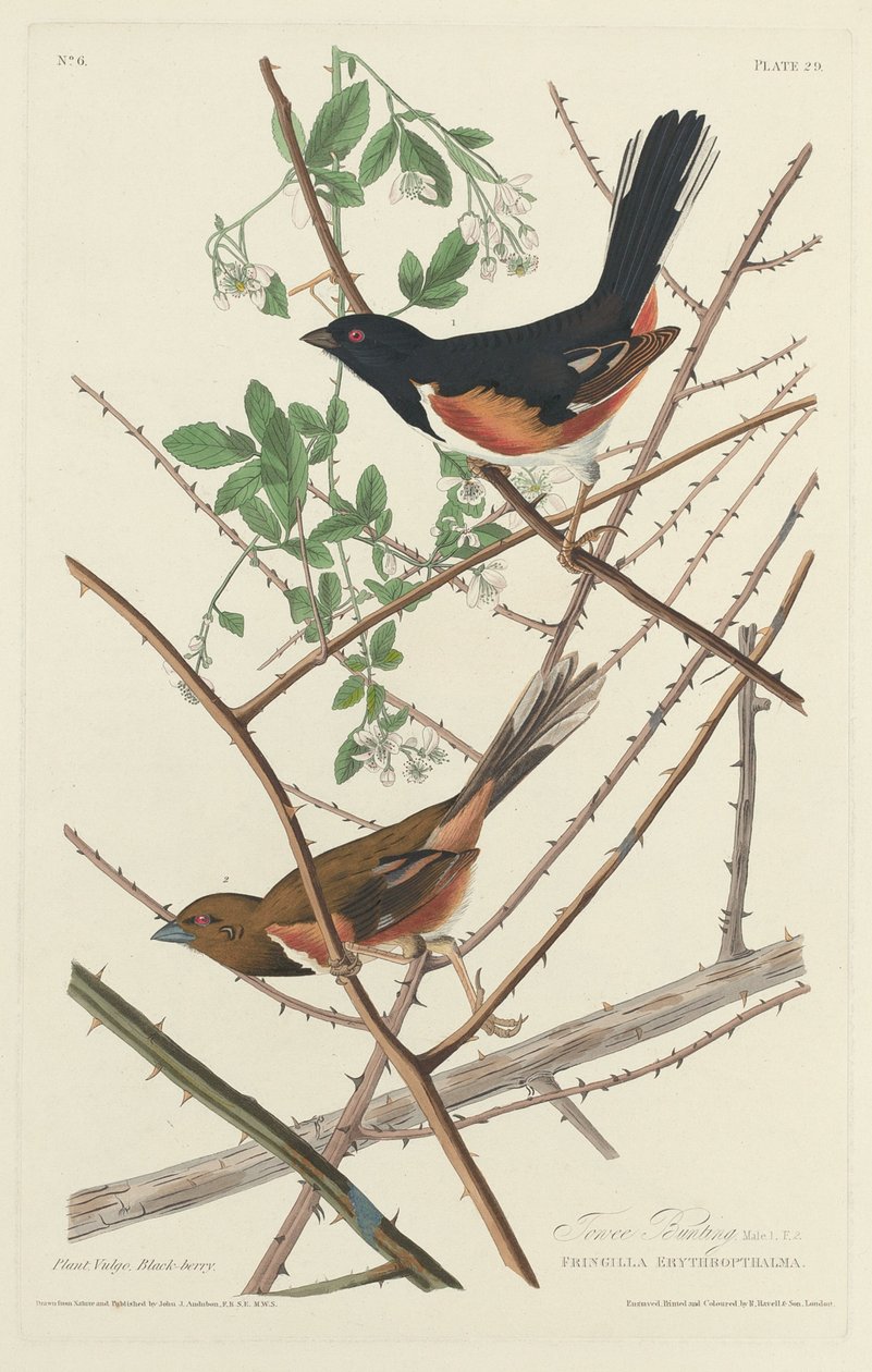 Towee Bunting af Robert Havell after John James Audubon